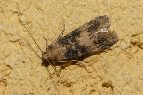 Réf. 262 520 : Euzophera pinguis